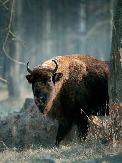 Mehr als 10.000 Wisente leben heute wieder in Europa. Sie sind allesamt Nachkommen von zwölf Tieren, darunter nur zwei Bullen