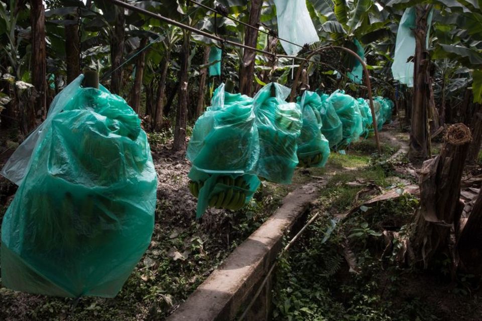 Bananen wachsen meist mit geringen Produktionskosten in Süd- und Mittelamerika, hier in Ecuador.