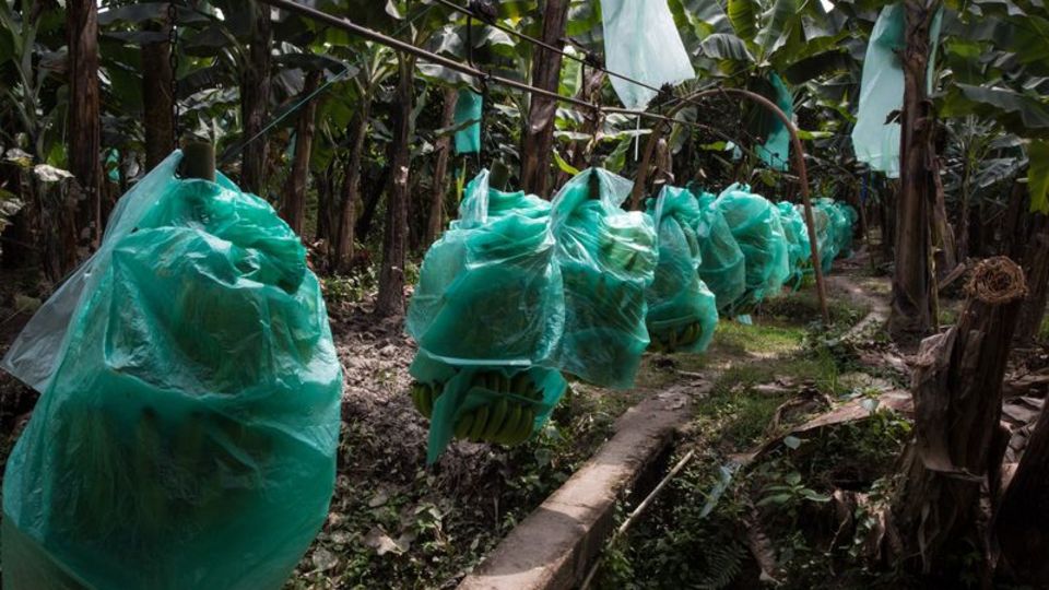 Bananen wachsen meist mit geringen Produktionskosten in Süd- und Mittelamerika, hier in Ecuador.