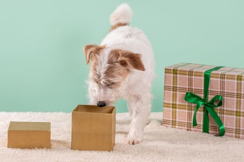 Hund guckt in Geschenkbox