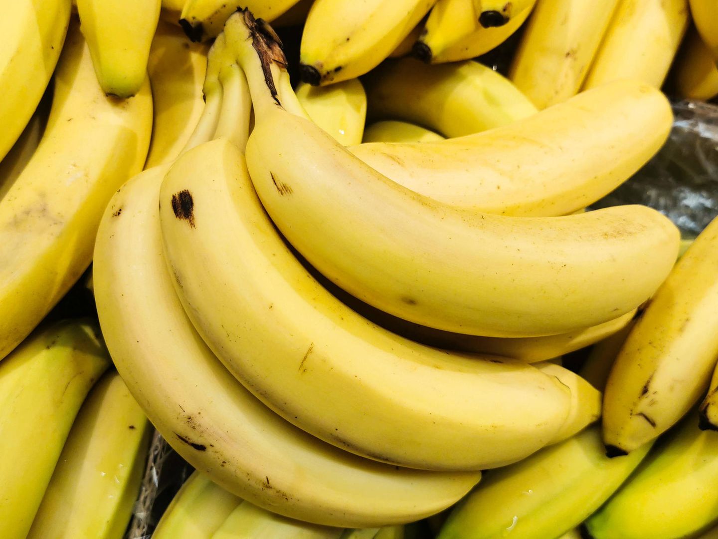 Pilz bedroht Bestnde: Beliebte Bananen vor dem Aus? - [GEO]