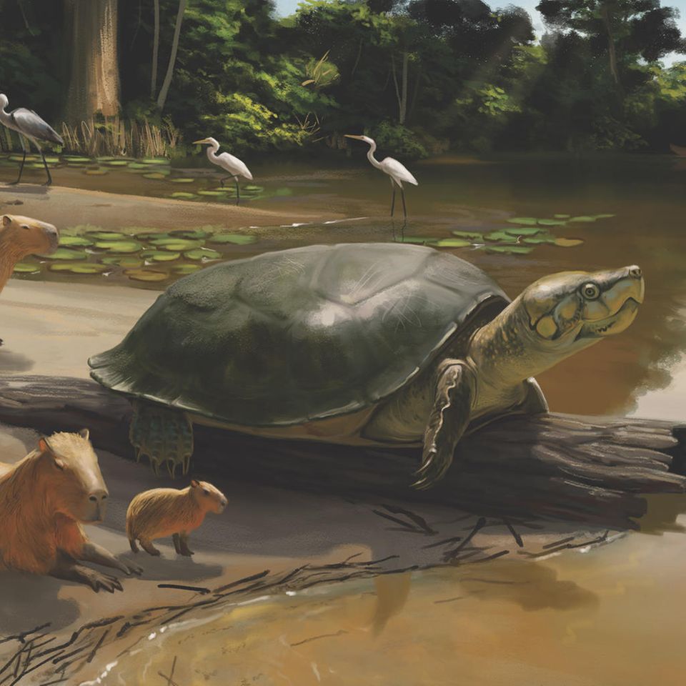 Eine Schildkröte liegt auf einem Baumstamm am Ufer eines Flusses