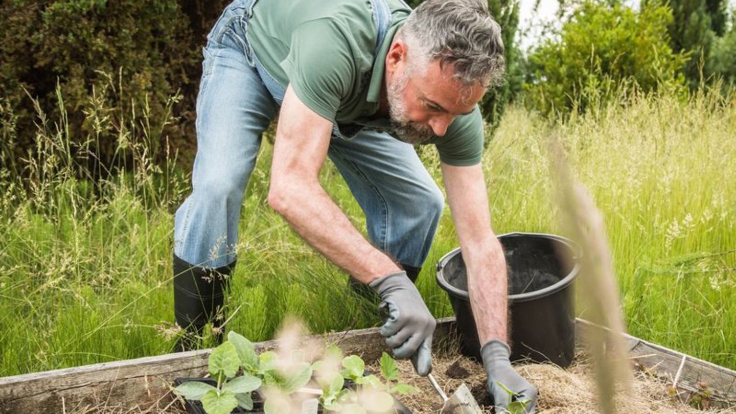 Mann bei der Gartenarbeit