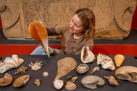 Eine Mitarbeiterin von "English Heritage" präsentiert Teile der Sammlung Atkinson. Über 200 verschiedene Muschelarten sind erhalten geblieben