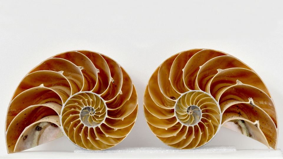 Zwei Schalen einer Nautilus Zwei Schalen einer Nautilus