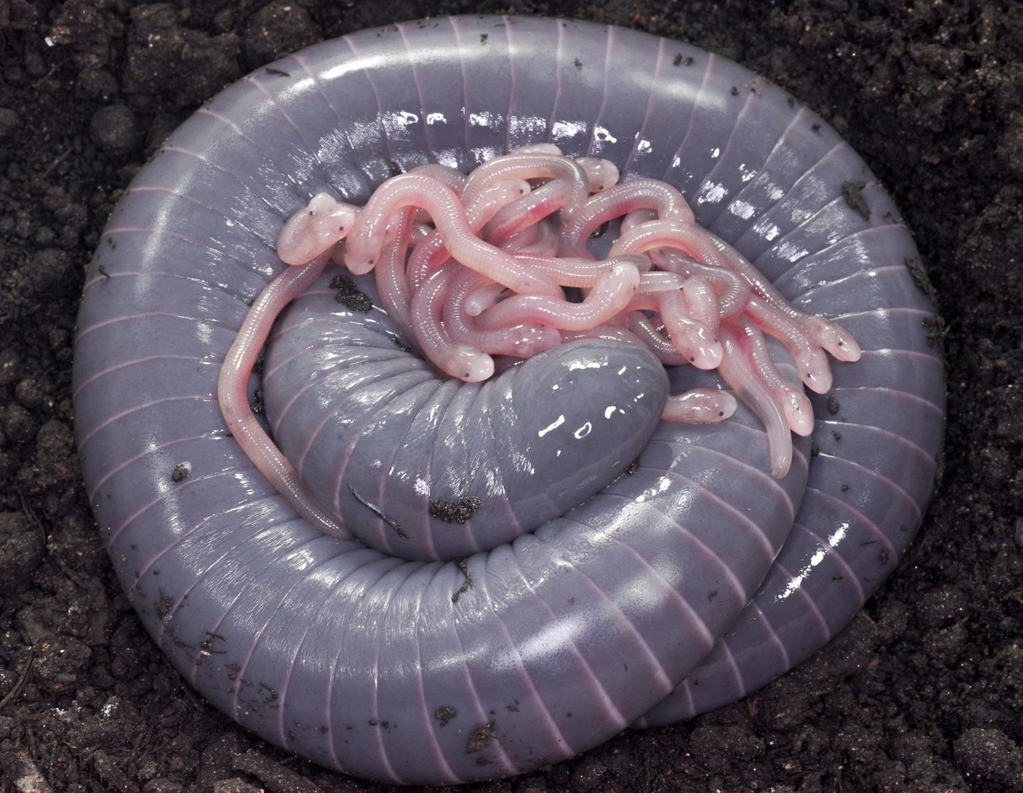 Eine lilane Ringelwühle liegt zusammengerollt in einem Erdloch. Auf ihr liegen viele ihrer Jungtiere.