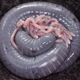 Eine lilane Ringelwühle liegt zusammengerollt in einem Erdloch. Auf ihr liegen viele ihrer Jungtiere.