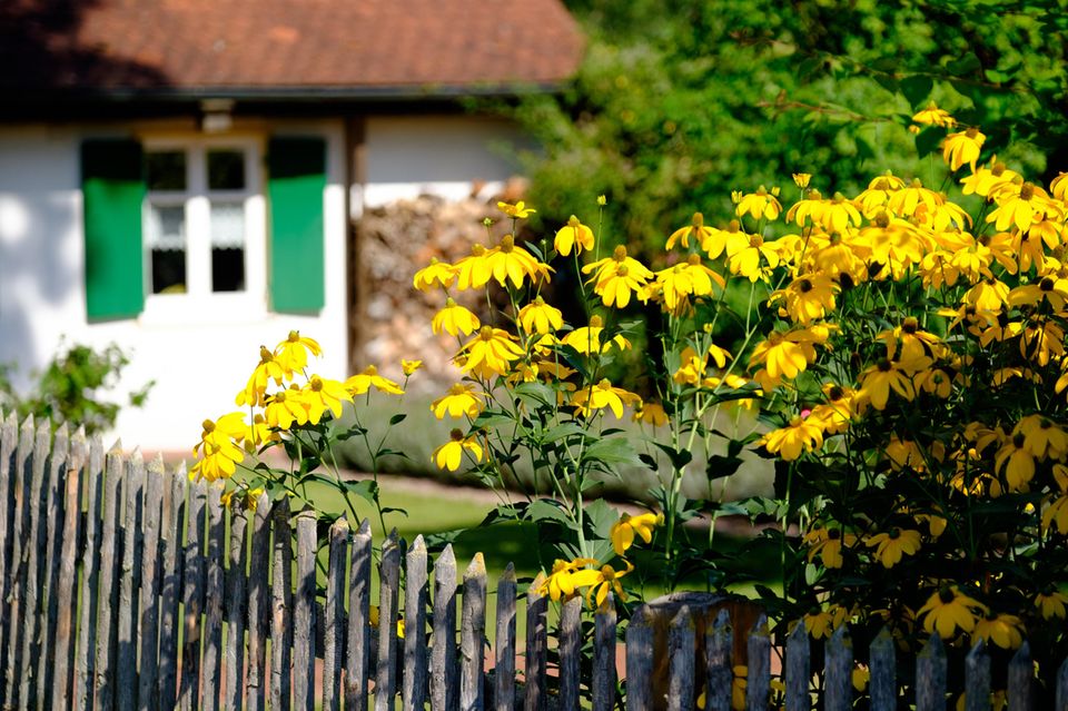 Sonnenhut am Gartenzaun