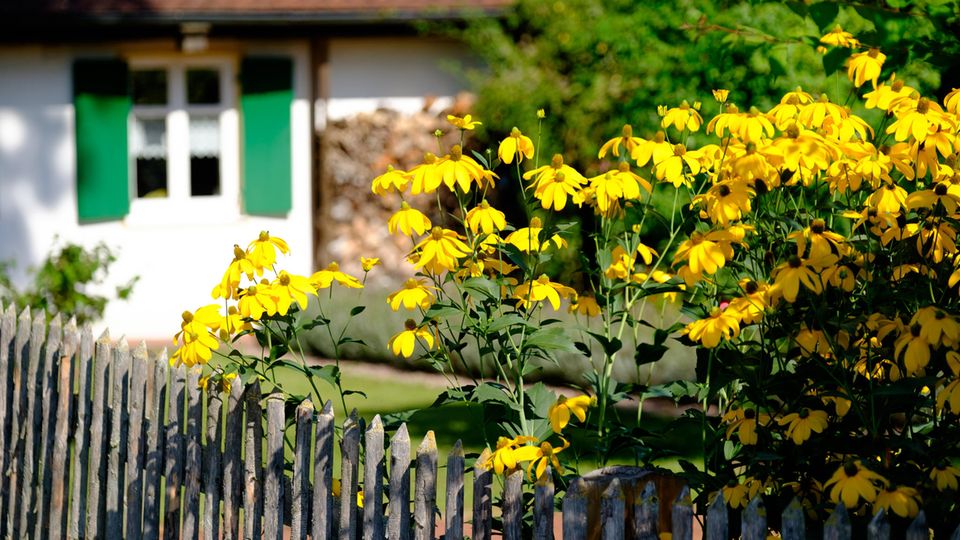 Sonnenhut am Gartenzaun