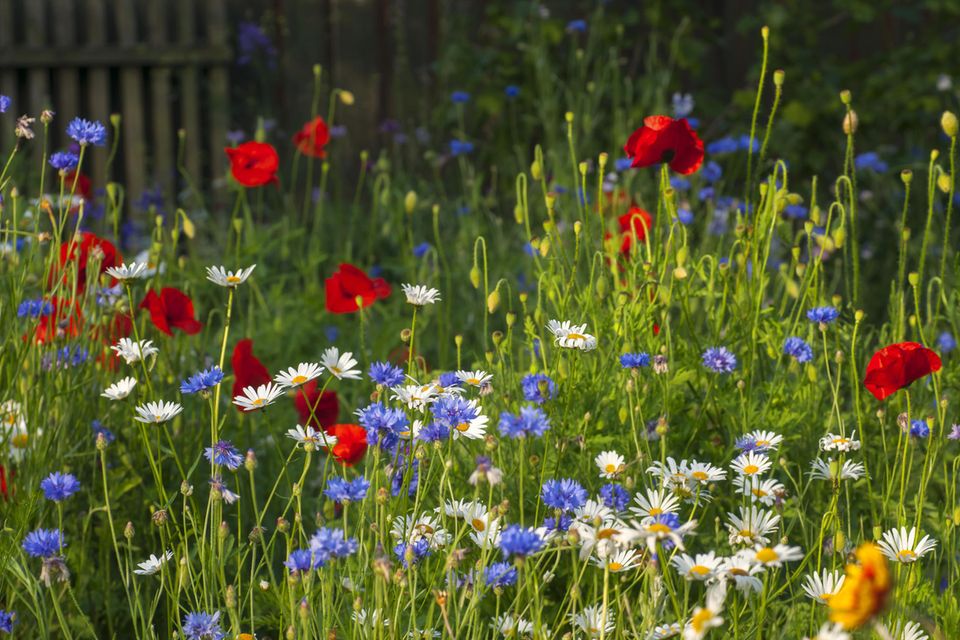 Blühwiese im Garten