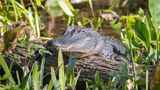 Juveniler Mississippi-Alligator (Alligator mississippiensis) liegt auf Baumstamm am Flussufer, Süßwasserquelle Wakulla Springs