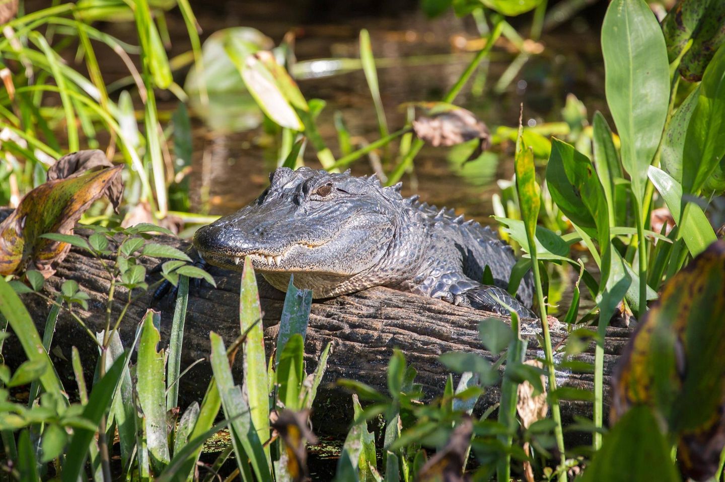 Weltklares Wasser am Wakulla-River Juveniler Mississippi-Alligator (Alligator mississippiensis) liegt auf Baumstamm am Flussufer, Süßwasserquelle Wakulla Springs