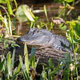 Juveniler Mississippi-Alligator (Alligator mississippiensis) liegt auf Baumstamm am Flussufer, Süßwasserquelle Wakulla Springs