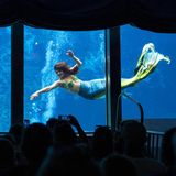 Meerjungfrau vor Zuschauern im Weeki Wachee Springs State Park