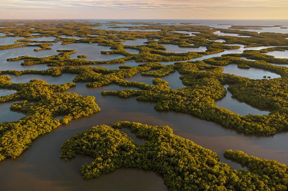 Everglades und Mangrovenlandschaft in Florida