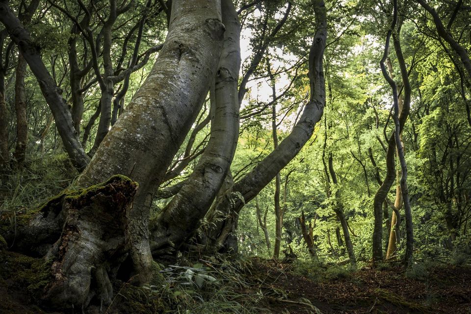 In Deutschland sind sie selten geworden: alte Buchenwälder. Dabei waren einst große Teile unseres Landes von ihnen bedeckt. Im Nationalpark Jasmund auf Rügen lassen alte Rotbuchen erahnen, wie die deutsche Wildnis einst aussah