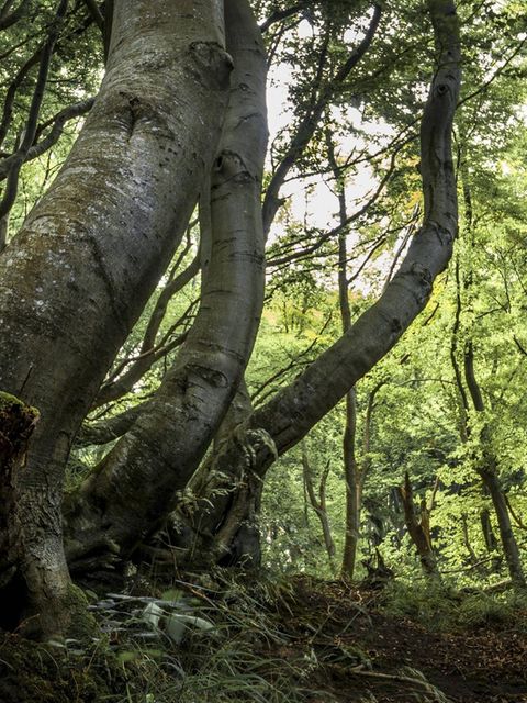 In Deutschland sind sie selten geworden: alte Buchenwälder. Dabei waren einst große Teile unseres Landes von ihnen bedeckt. Im Nationalpark Jasmund auf Rügen lassen alte Rotbuchen erahnen, wie die deutsche Wildnis einst aussah