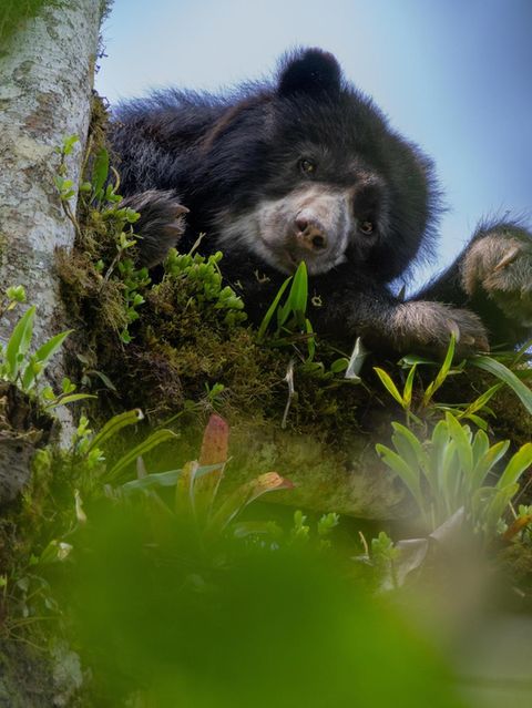 Ein Andenbär sitzt in einem Baum und schaut in die Kamera