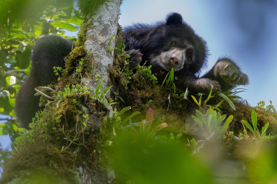 Ein Andenbär sitzt in einem Baum und schaut in die Kamera  1.5004