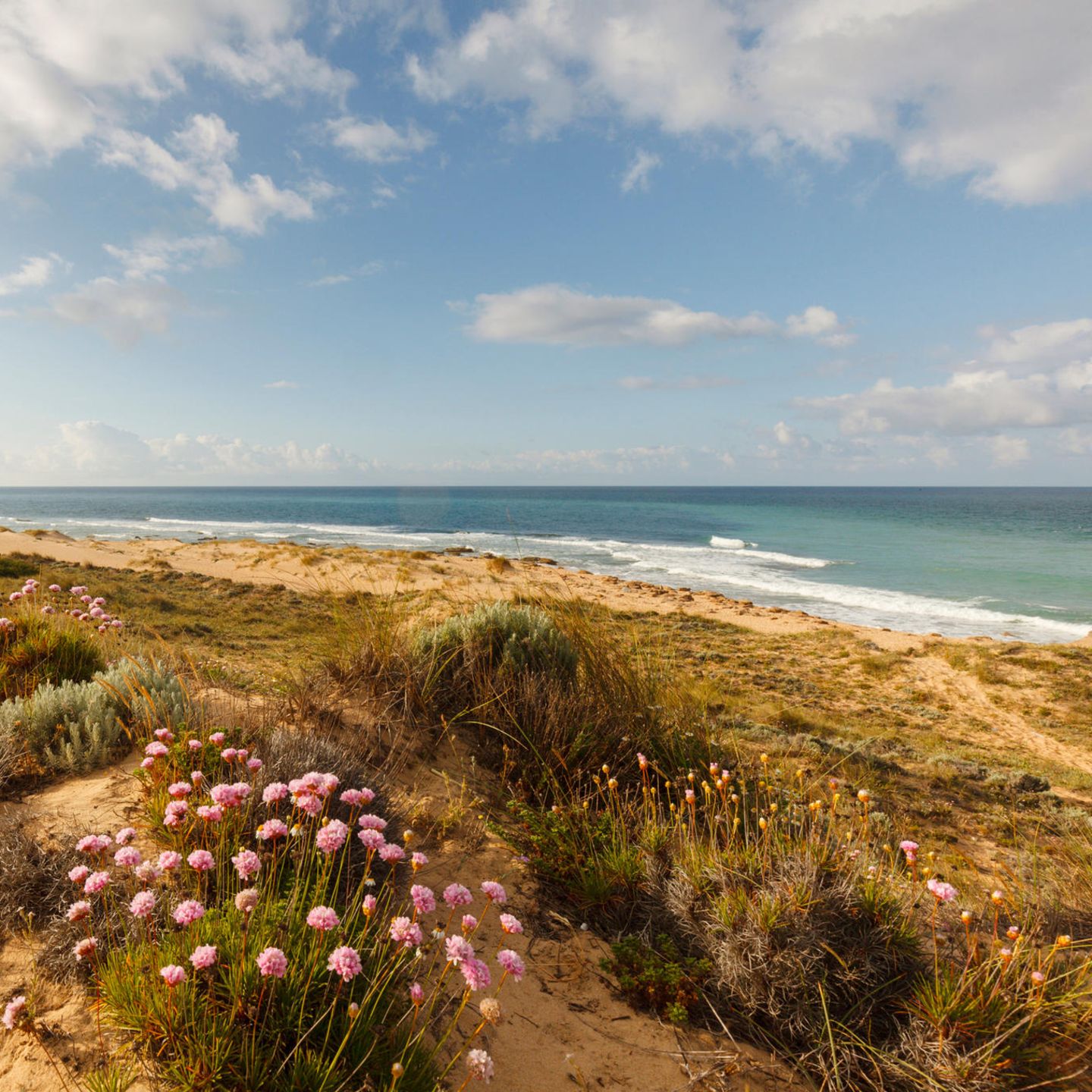 Strandbucht mit Grasnelken im Vordergrund