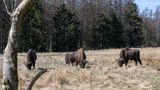 Grasende Wisente auf einer Waldlichtung