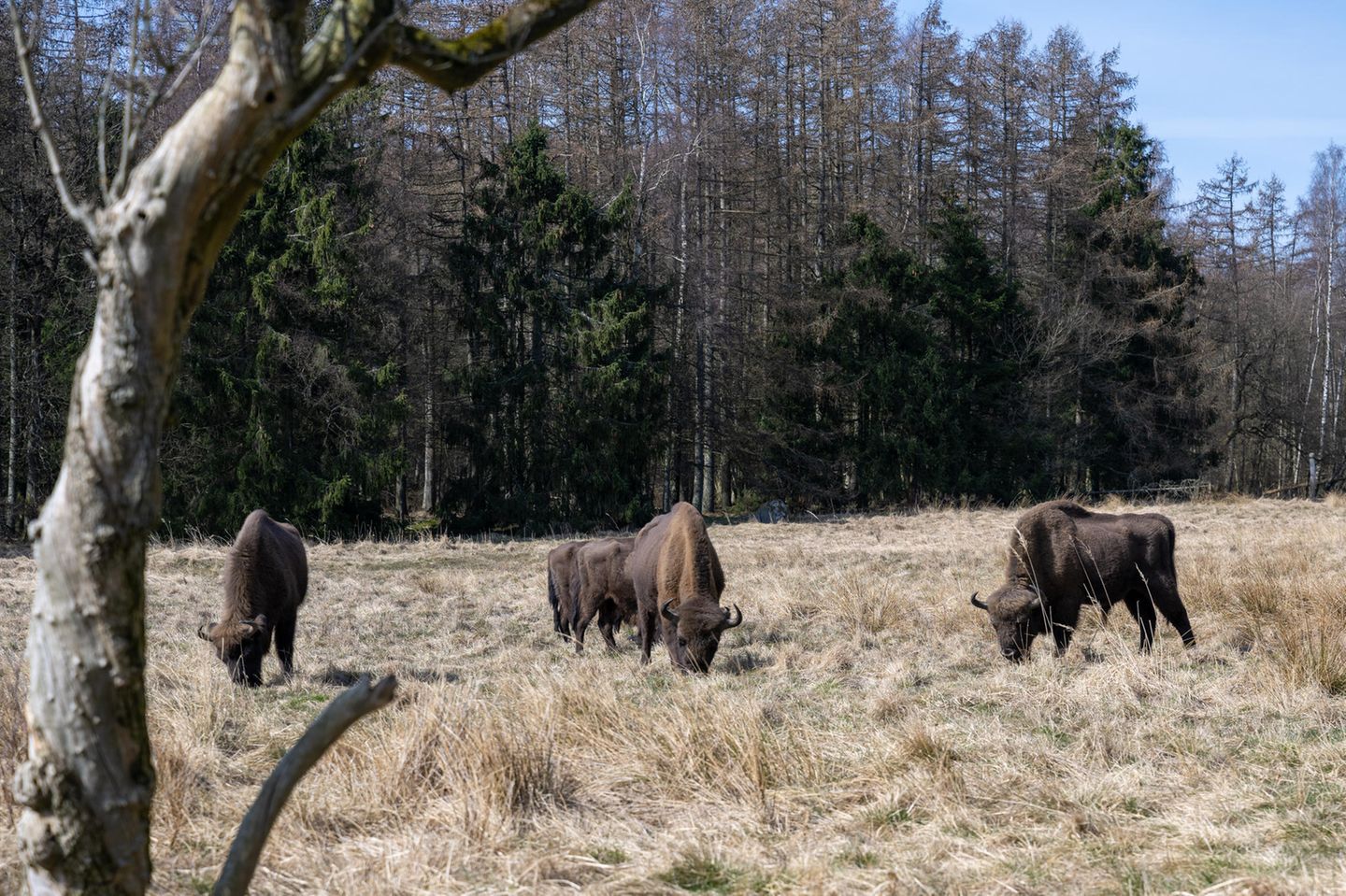Grasende Wisente auf einer Waldlichtung