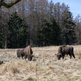 Grasende Wisente auf einer Waldlichtung
