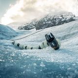 Ein Roboter-Aal. Genauer: der Exobiology Extant Life Surveyor, kurz EELS. Entwickelt wurde er am Jet Propulsion Laboratory der Nasa. Seine flexibel verbundenen Körpersegmente besitzen ein äußeres Gewinde. Wenn sie rotieren, schraubt sich der Roboter auf glattem oder lockerem Grund voran. Sogar ein senkrechter Abstieg in enge Eisspalten soll mit diesem Design möglich sein. Im Bild erkundet EELS selbstständig den kanadischen Athabasca-Gletscher. Doch sein wahres Ziel ist der Saturnmond Enceladus. Unter dessen Eispanzer wogt ein Ozean, der womöglich Leben beherbergt. Bevor er ferne Monde erkunden kann, muss EELS jedoch das Strom- und Datenkabel an seinem Hinterteil loswerden.  KW 14