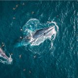 In der Provinz Binh Dinh in Zentralvietnam ist es nicht alltäglich, Wale zu sehen. Eine jagende Walmutter mit ihrem Jungen, wie hier in der De Gi-Bucht gesehen, ist für alle Beobachter*innen ein erstaunliches Erlebnis