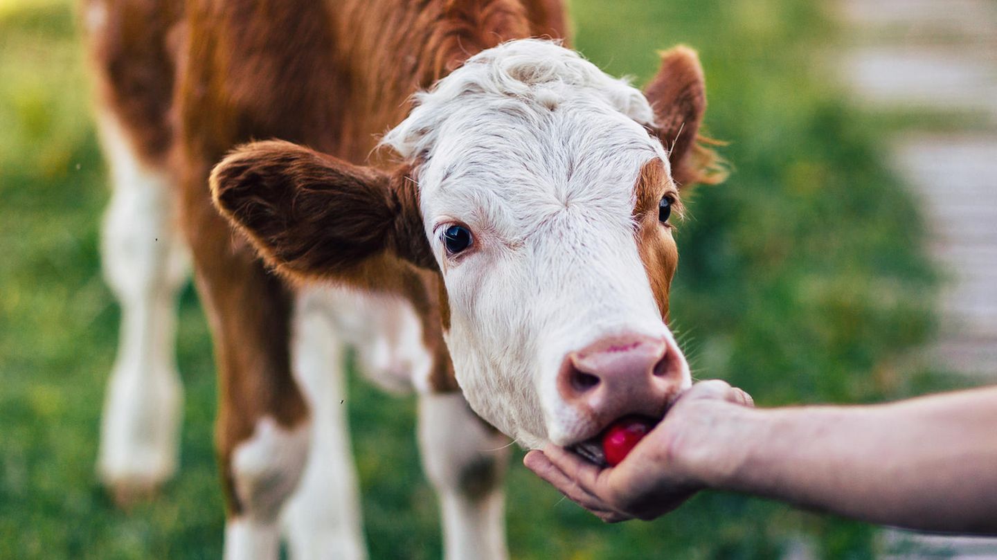 Eine junge Kuh frisst aus einer menschlichen Hand