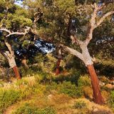 Knorrige Korkeichen in Wiese, die Hälfte der Rinde am Stamm fehlt.