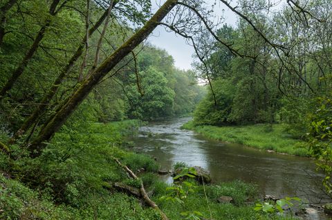 Das wilde Ufer der Jagst ist stellenweise bewaldet, viele Vogelarten fühlen sich hier wohl