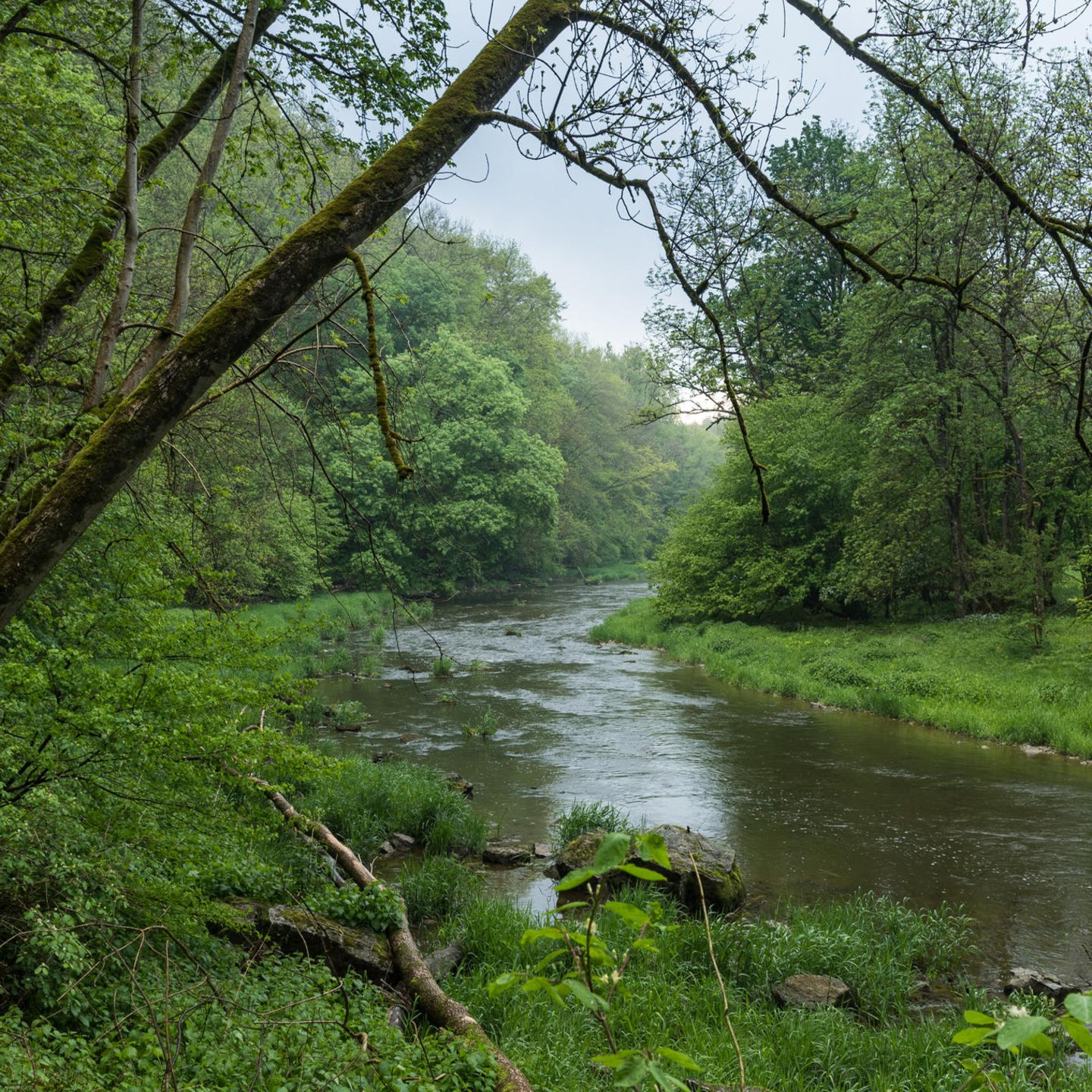 Das wilde Ufer der Jagst ist stellenweise bewaldet, viele Vogelarten fühlen sich hier wohl