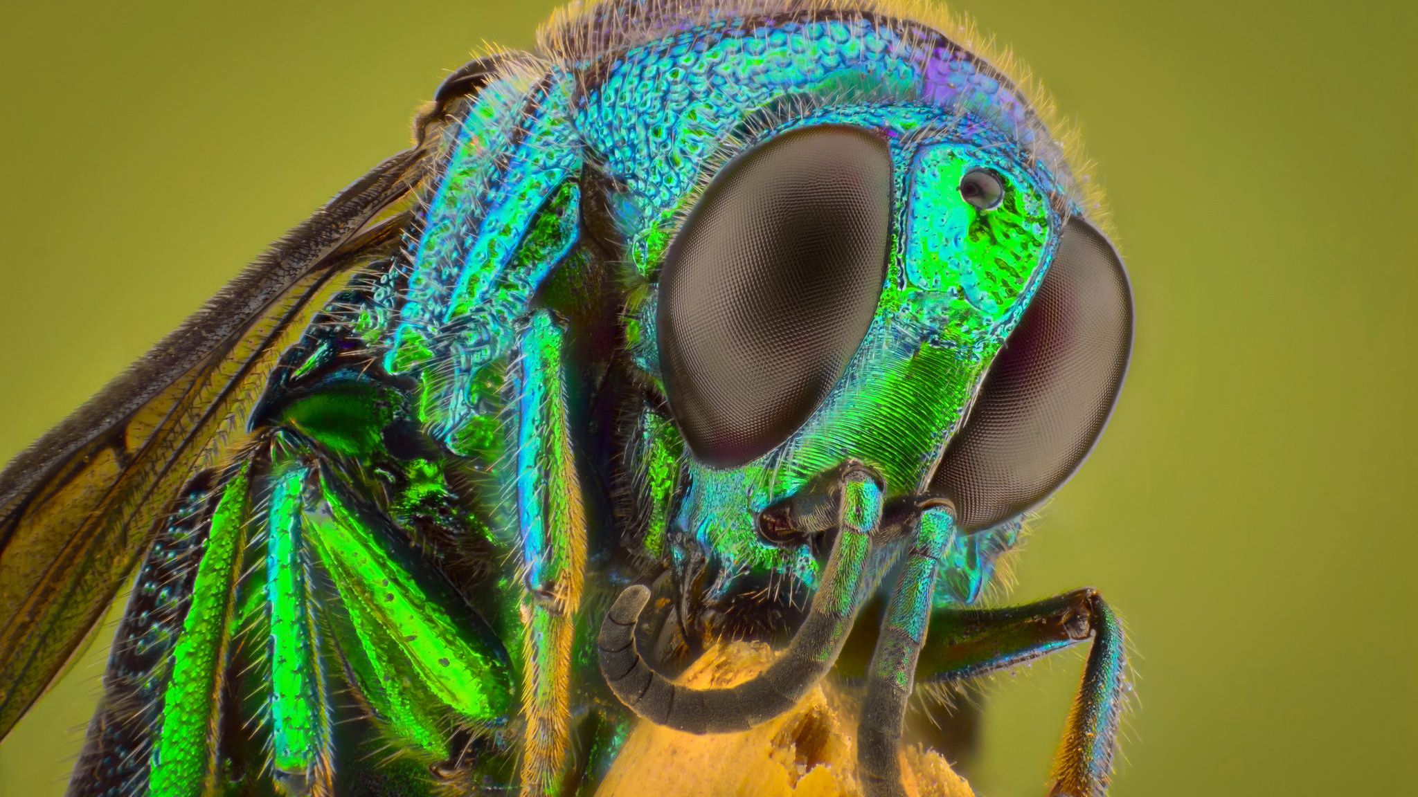 Tierische Rekorde: Facettenaugen, Riechantennen, Tasthärchen: Insekten wie diese Goldwespe mögen nicht besonders groß sein – aber ihre Sinnesorganen sind rekordverdächtig Facettenaugen, Riechantennen, Tasthärchen: Insekten wie diese Goldwespe mögen nicht besonders groß sein – aber ihre Sinnesorganen sind rekordverdächtig