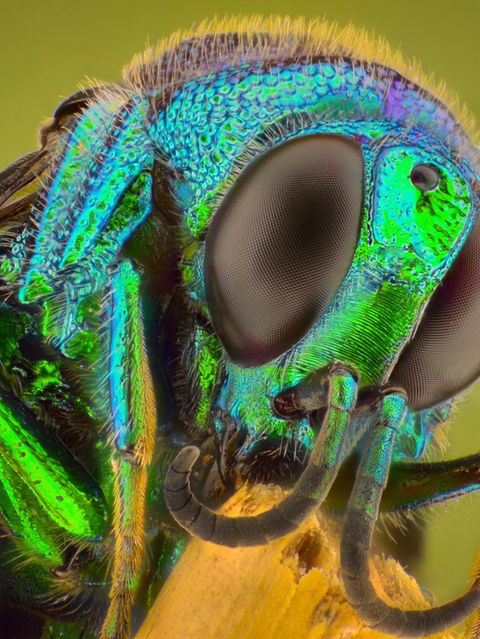 Facettenaugen, Riechantennen, Tast­härchen: Insekten wie diese Goldwespe mögen nicht besonders groß sein – aber ihre Sinnesorganen sind rekordverdächtig