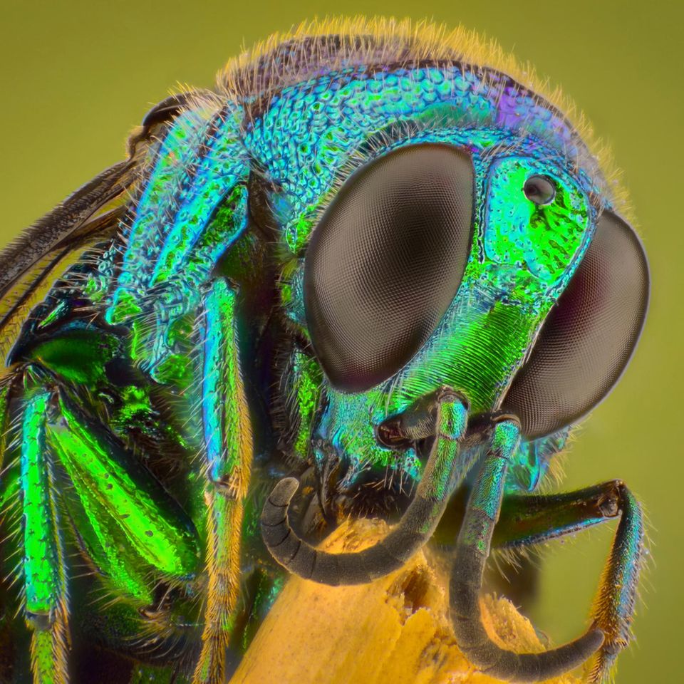 Facettenaugen, Riechantennen, Tast­härchen: Insekten wie diese Goldwespe mögen nicht besonders groß sein – aber ihre Sinnesorganen sind rekordverdächtig