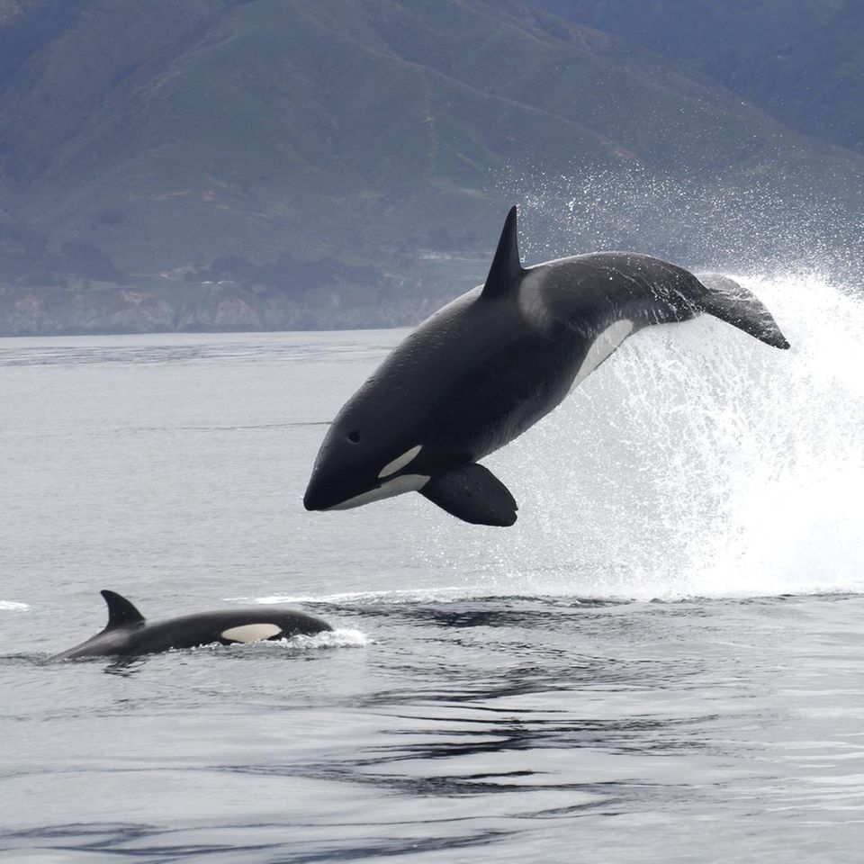 Ein Orca springt aus dem Wasser