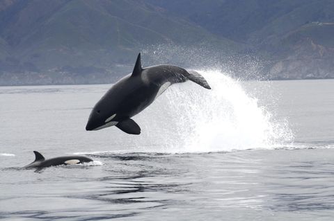 Ein Orca springt aus dem Wasser