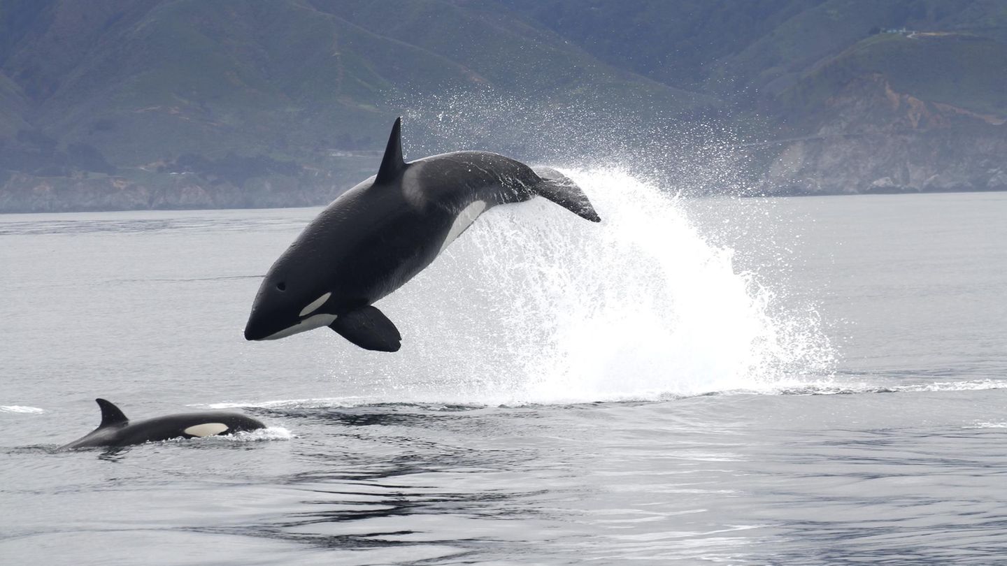 Ein Orca springt aus dem Wasser
