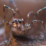 Ein Hornweberknecht (Phalangium opilio) in einer Nahaufnahme