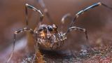 Ein Hornweberknecht (Phalangium opilio) in einer Nahaufnahme