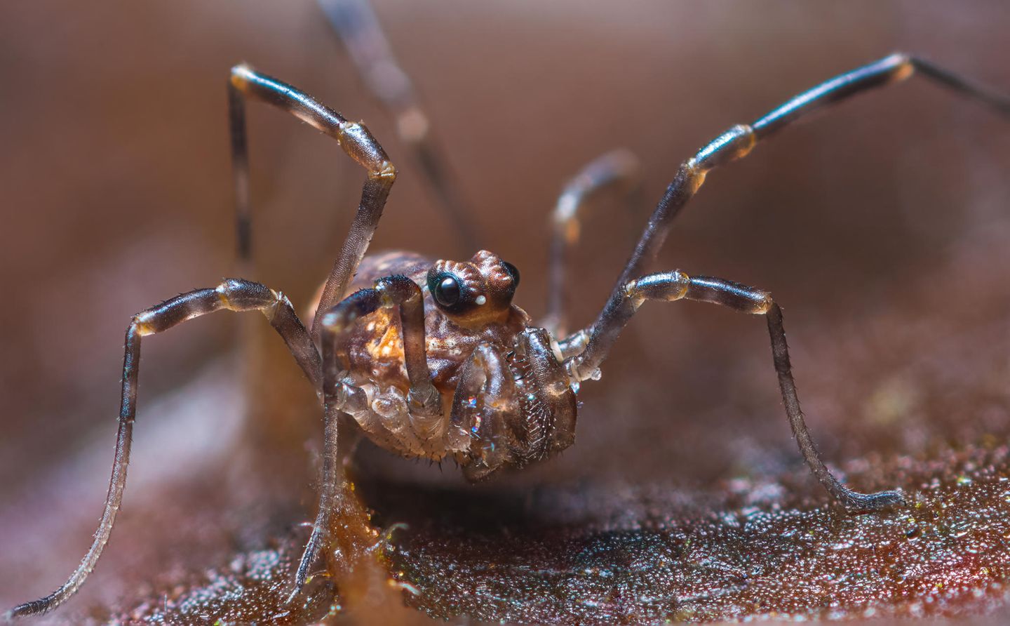 Wie viele Augen hat dieser Hornweberknecht? Ein Hornweberknecht (Phalangium opilio) in einer Nahaufnahme