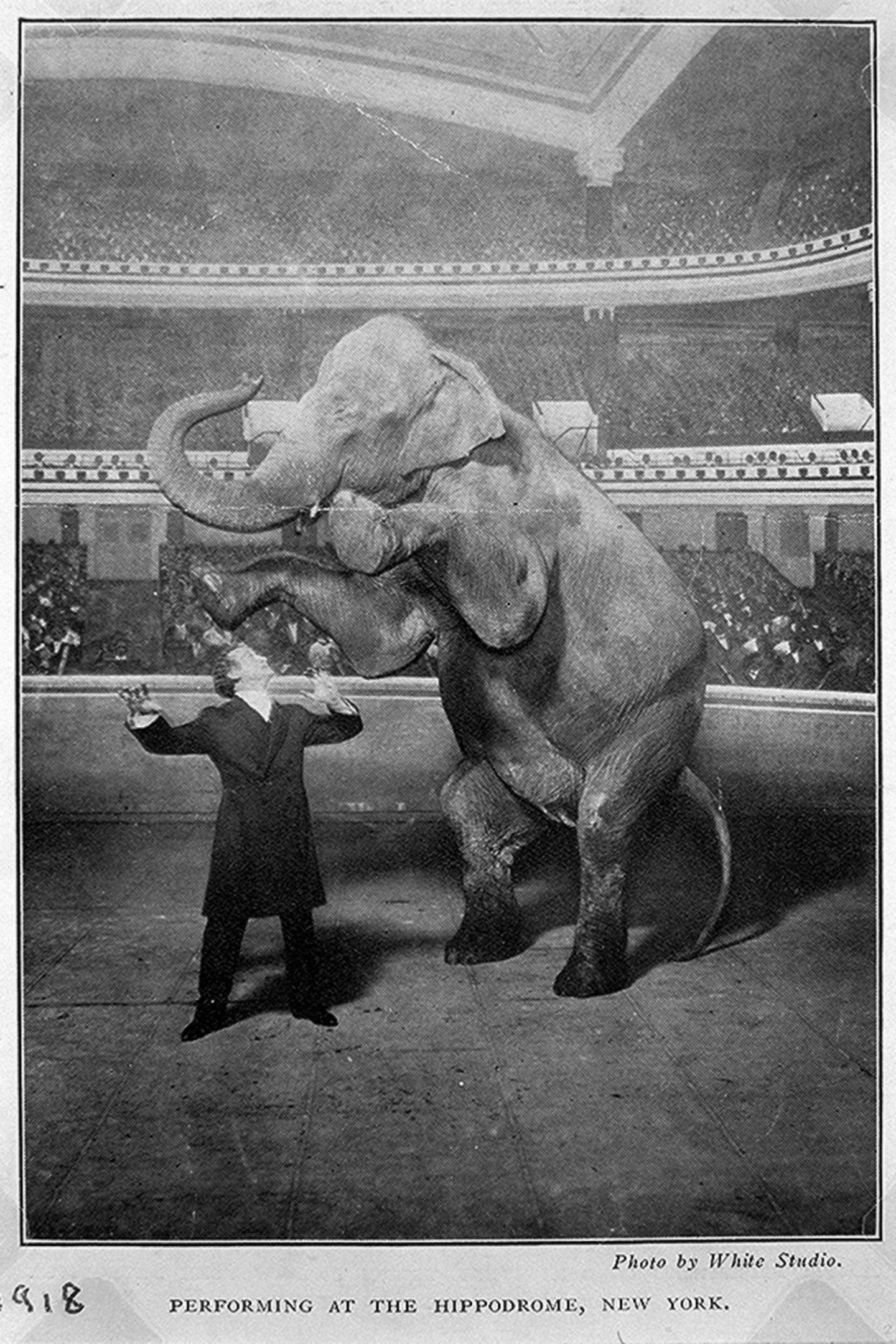 Houdini steht im Anzug mit langer Jacke in einer Manege, neben ihm ein furcheinflößeder Elefant auf den Hinterbeinen