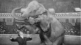 Houdini steht im Anzug mit langer Jacke in einer Manege, neben ihm ein furcheinflößeder Elefant auf den Hinterbeinen