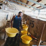 Die Seegurken werden in speziellen Becken aufgezogen und dann in Gehegen im Meerwasser ausgesetzt. Jede Seegurke braucht etwas über einen Quadratmeter Platz