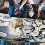 Die "geernteten" Seegurken werden ausgenommen, abgekocht und geschrubbt. Unter dem Namen Trepang gelten die getrockneten Gurken in Asien als Delikatesse