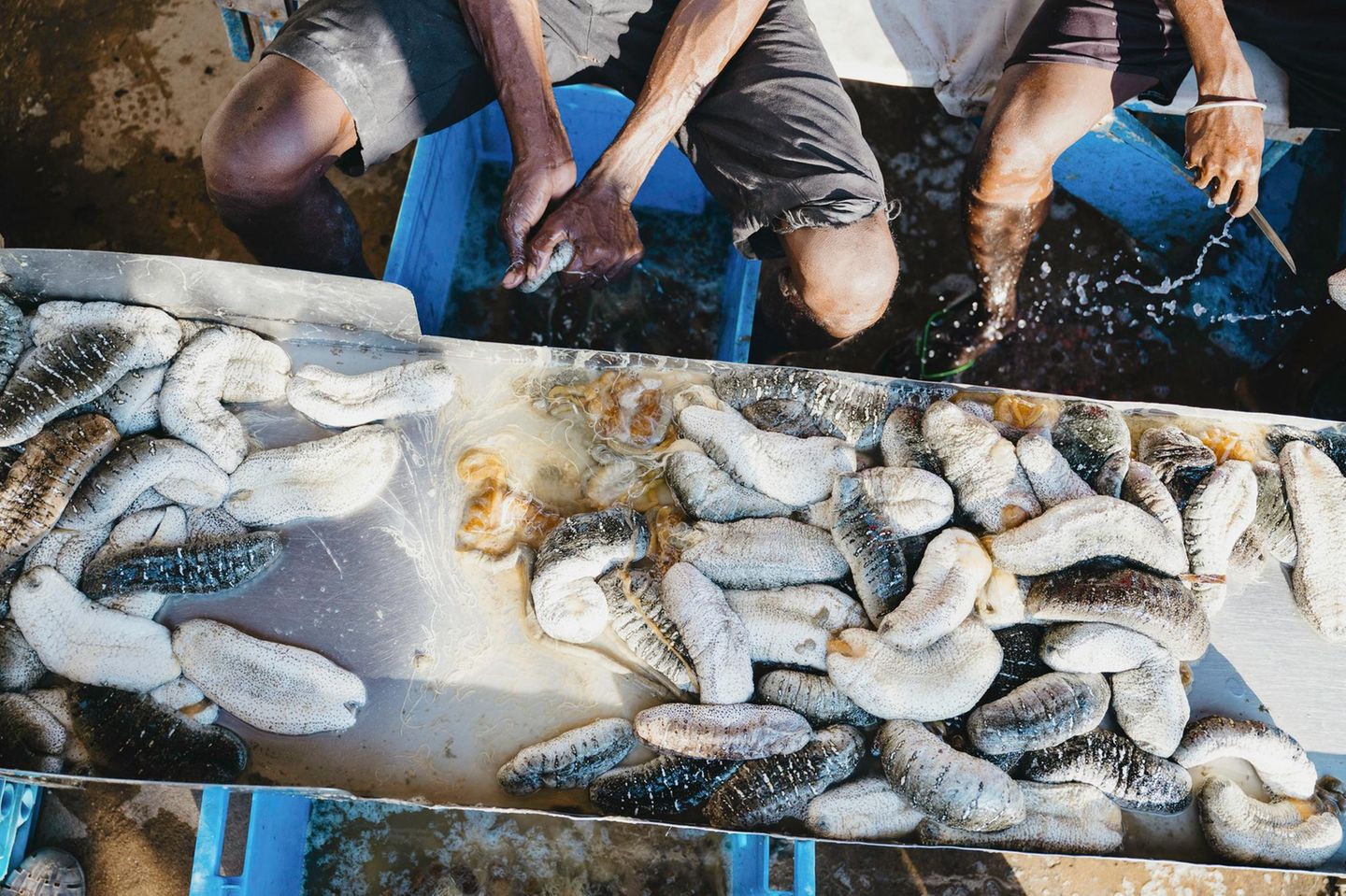 Die "geernteten" Seegurken werden ausgenommen, abgekocht und geschrubbt. Unter dem Namen Trepang gelten die getrockneten Gurken in Asien als Delikatesse