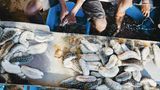 Die "geernteten" Seegurken werden ausgenommen, abgekocht und geschrubbt. Unter dem Namen Trepang gelten die getrockneten Gurken in Asien als Delikatesse