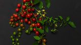 Rote Wildtomate