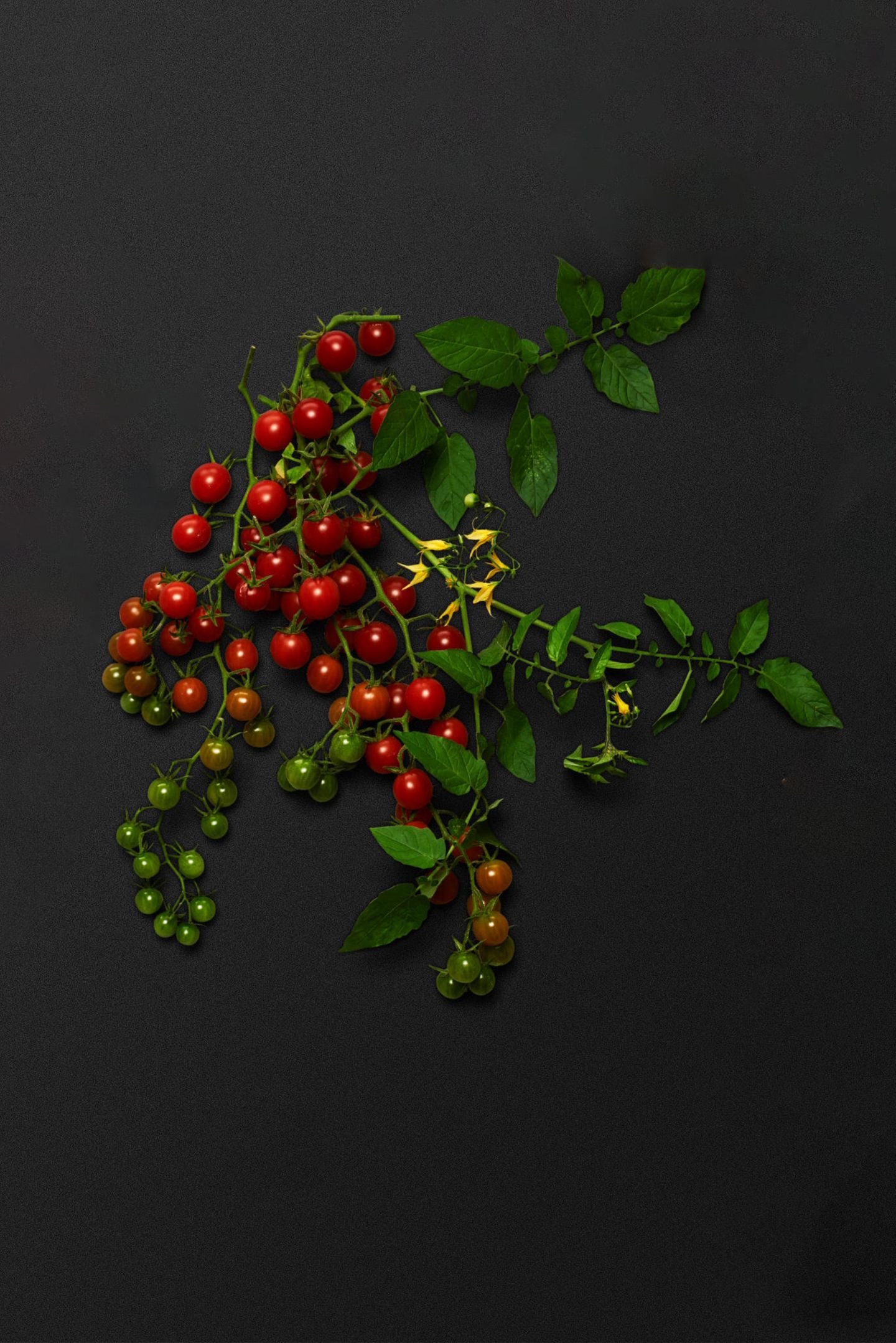 Rote Wildtomate Rote Wildtomate